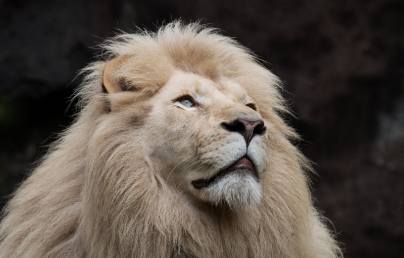 Image of Afrikaanse leeuw